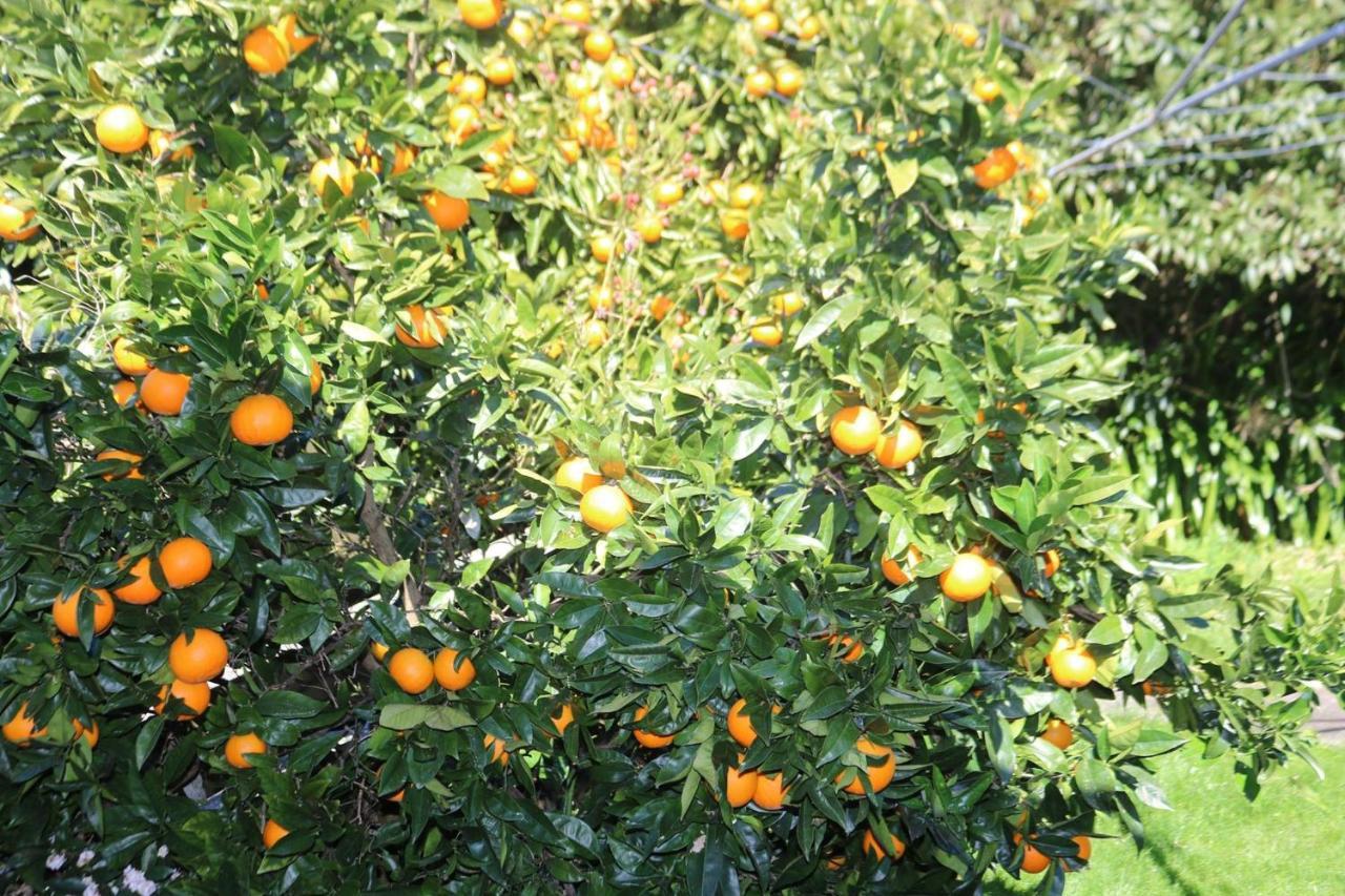 הוילה וונגאנואי Durie Vale Retreat מראה חיצוני תמונה